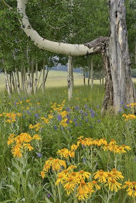 AZ - Flagstaff - Snowbowl Flowers & Aspens 2