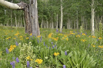 AZ - Flagstaff - Snowbowl Flowers & Aspens 5