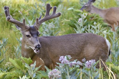 CA - Yosemite NP - Deer & Milkweed 1.tif