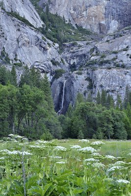 CA - Yosemite NP - Valley Meadow Wildflowers 10.tif