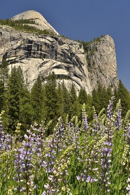 CA - Yosemite NP - Valley Meadow Wildflowers 13.tif