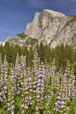 CA - Yosemite NP - Valley Meadow Wildflowers 15.tif