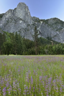 CA - Yosemite NP - Valley Meadow Wildflowers 5.tif