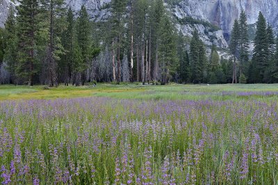 CA - Yosemite NP - Valley Meadow Wildflowers 6.tif