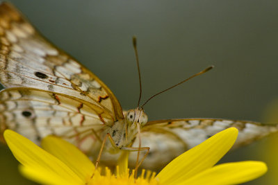 Summer's Serenade