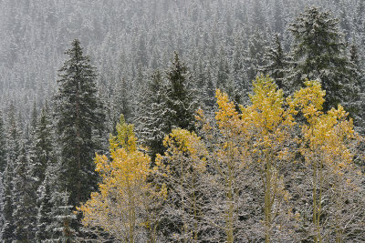 Aspen - Snowy TreeScape 1