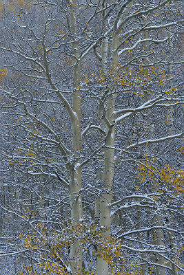 CO - Aspen - Snowy TreeScape 2