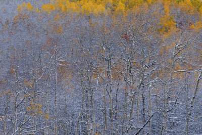 Aspen - Snowy TreeScape 3