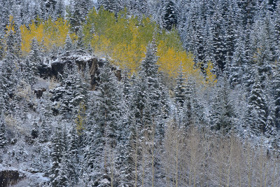 Aspen - Snowy TreeScape 10