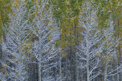 Aspen - Snowy TreeScape 11
