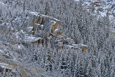 CO - Aspen - Snowy TreeScape 12
