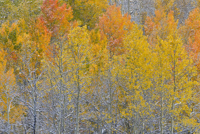 CO - Aspen - Snowy TreeScape 13