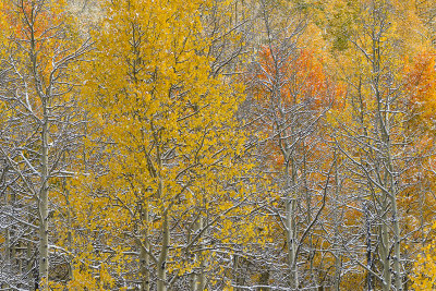 Aspen - Snowy TreeScape 14