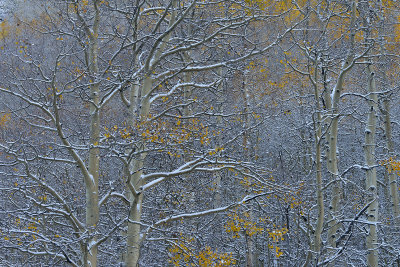 CO - Aspen - Snowy TreeScape 4