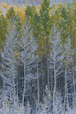 Aspen - Snowy TreeScape 5