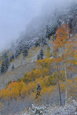 Aspen - Snowy TreeScape 6