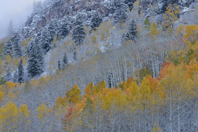CO - Aspen - Snowy TreeScape 7