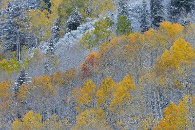 Aspen - Snowy TreeScape 8