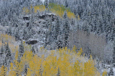 CO - Aspen - Snowy TreeScape 9