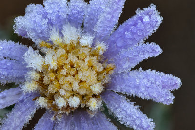 Marble - Icey Aster 1