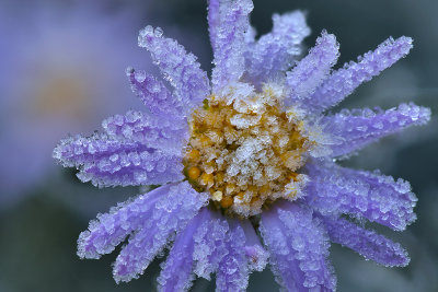 CO - Marble - Icey Aster 2