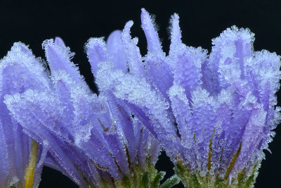 Marble - Icey Aster 3