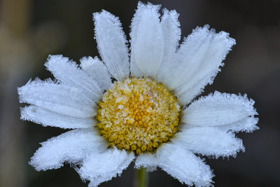 Marble - Icey Daisy 1