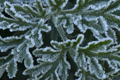 Marble - Icey Leaves 1