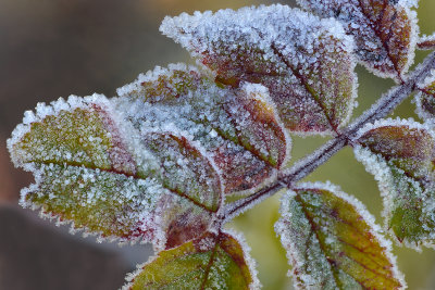Marble - Icey Leaves 2