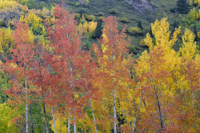 Red Mountain Pass - TreeScape 1