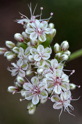 CA - Santa Barbara - Buckwheat DewDrops