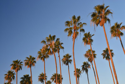 Santa Barbara - EastBeach Palm Trees