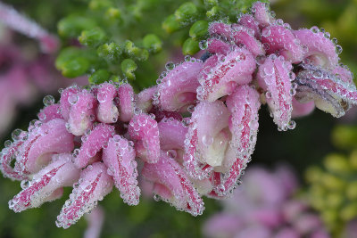 CA - Santa Barbara - Firecracker Dew Drops