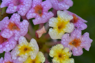 Santa Barbara - Lantana Dew Drops 1