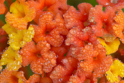 Santa Barbara - Lantana Dew Drops 2