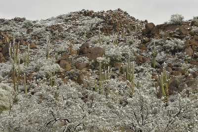 Four Peaks Wilderness - Saguaros In Snow 1