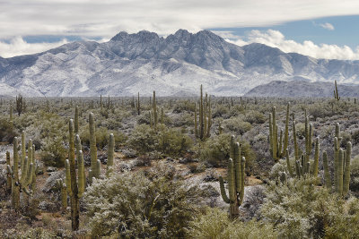 AZ - Four Peaks Wilderness - Saguaros In Snow 3