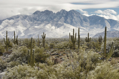 AZ - Four Peaks Wilderness - Saguaros In Snow 4