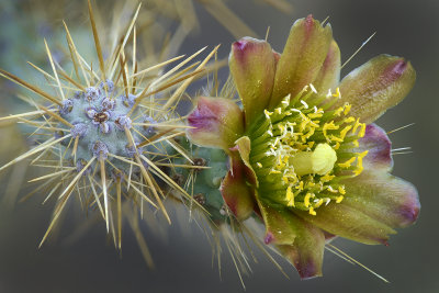 Buckhorn Cholla.jpg