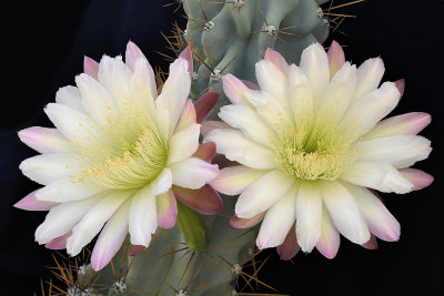 AZ - Cereus Peruvianus Montrose 2