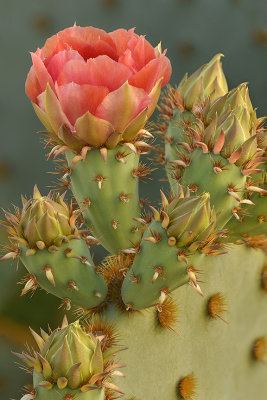 Chenille Prickly Pear 1.jpg