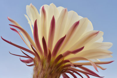 AZ - Echinopsis Candicans 1