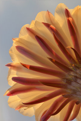 AZ - Echinopsis Candicans 2