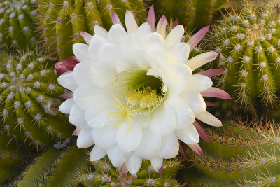 Echinopsis Candicans 3.jpg