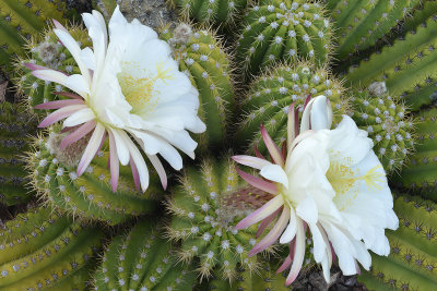 Echinopsis Candicans 4.jpg