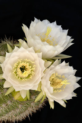 Echinopsis Cream 2.jpg