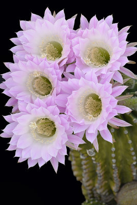 Echinopsis Easter Lilly 2.jpg