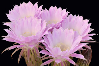 AZ - Echinopsis Easter Lilly 11