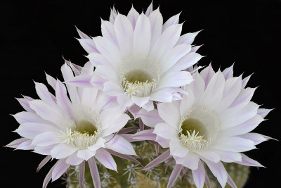 Echinopsis Easter Lilly 4.jpg
