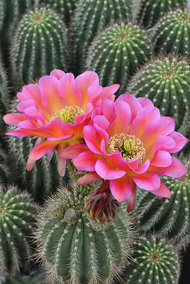 AZ - Echinopsis Flying Fuscia 2